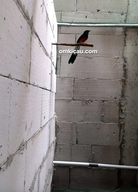 Breeding murai batu SIM BF Bekasi