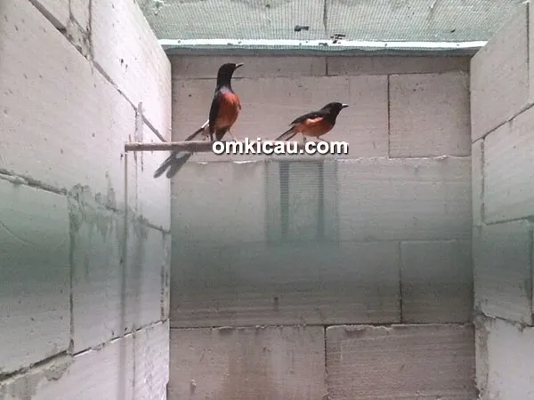 Breeding murai batu SIM BF Bekasi