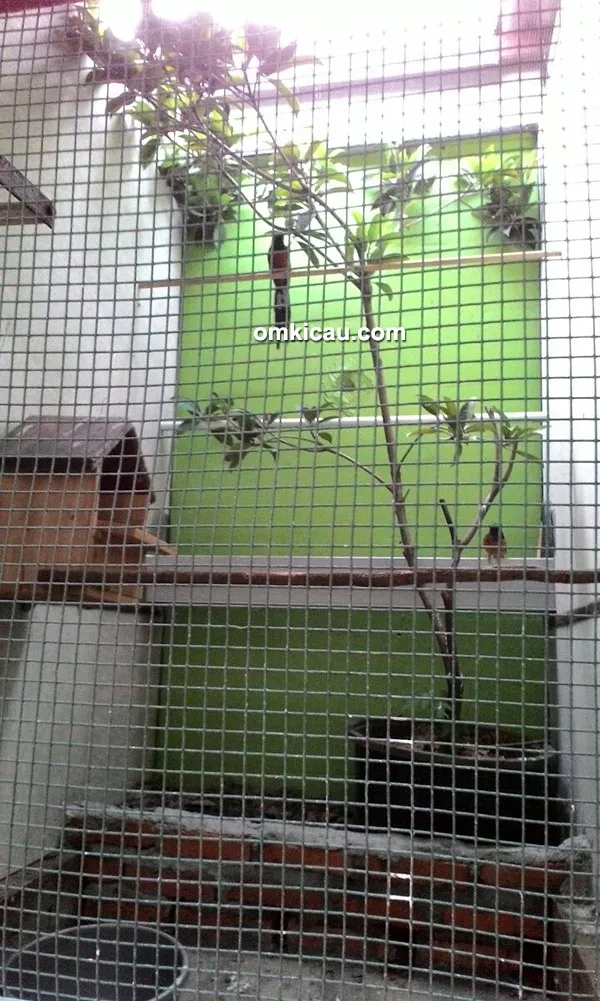 Breeding murai batu SIM BF Bekasi