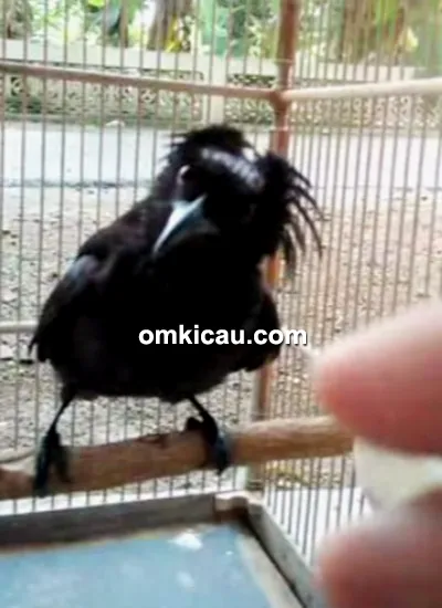 Suara burung awar-awar alias srigunting jambul-rambut