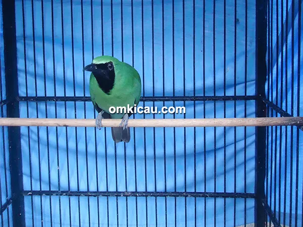 Cucak hijau New Robicon