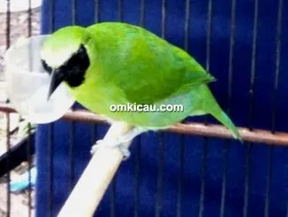 Cucak hijau Pembasmi