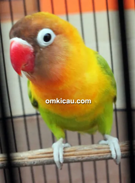 Lovebird Zuviter