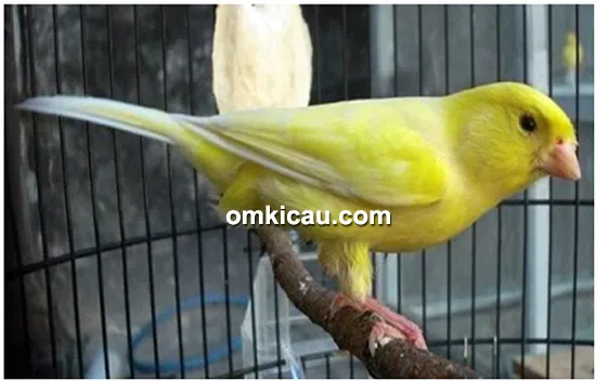 Kenari Mukidi