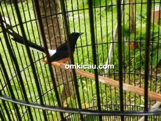 Murai batu Jumpest
