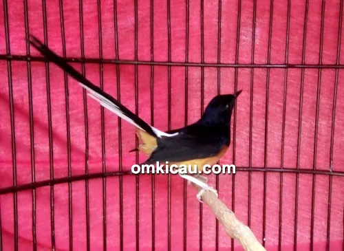 Murai batu Mesy Jr