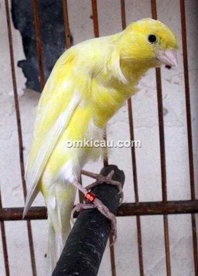 Nano Canary Jakarta
