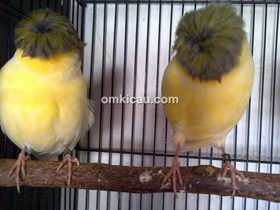 Nano Canary Jakarta
