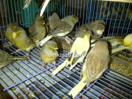 Nano Canary Jakarta
