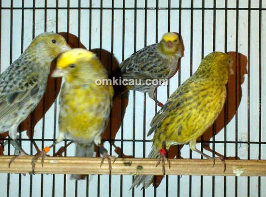 Nano Canary