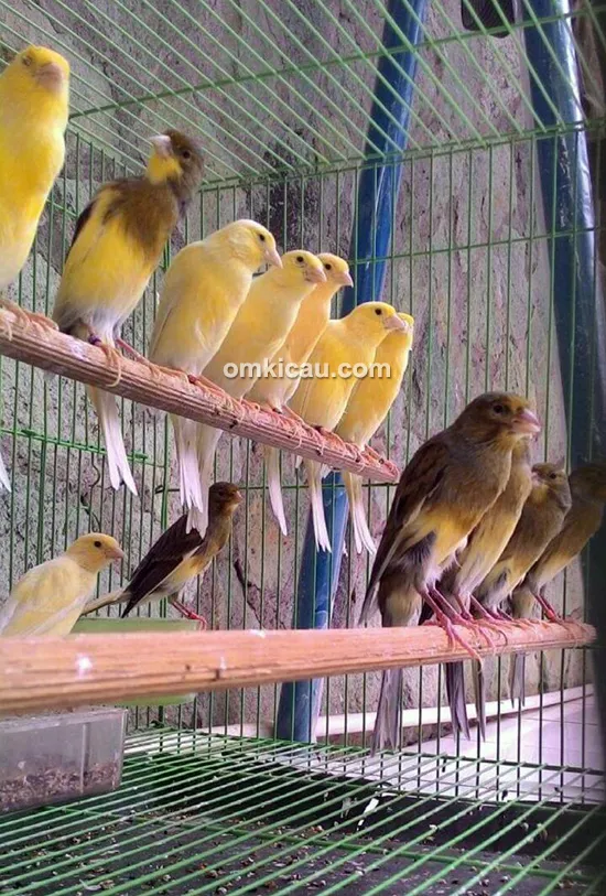 Nano Canary Jakarta