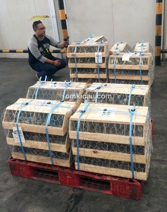 Nano Canary Jakarta