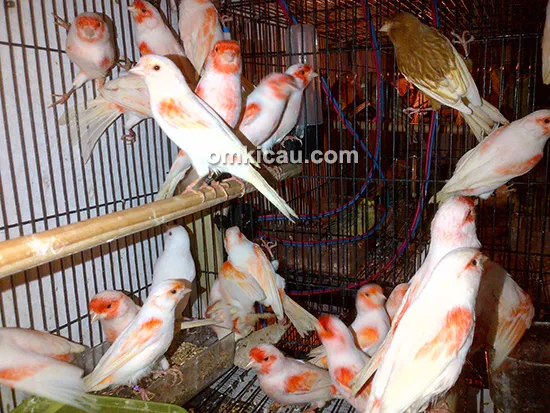 Nano Canary Jakarta