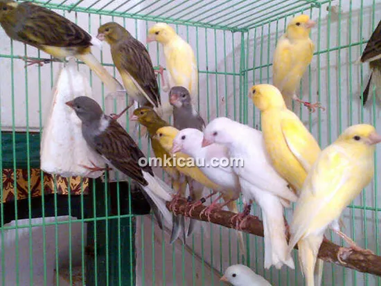 Nano Canary Jakarta