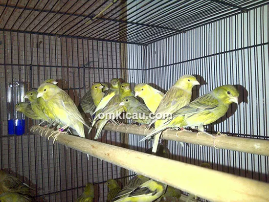 Nano Canary Jakarta