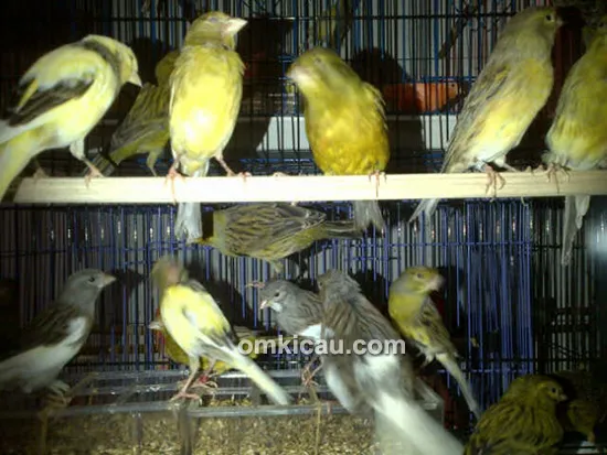 Nano Canary Jakarta