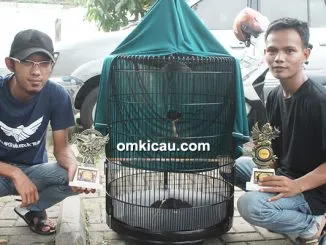 Om Kodok dan murai batu Metalcore