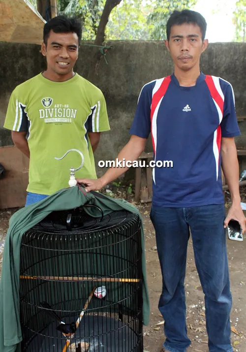 Om Mantores dan murai batu Pegasus