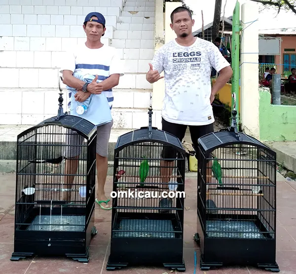 Cucak hijau Najwa