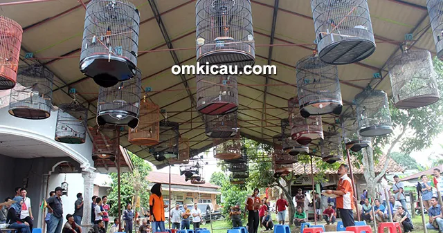 Sakti Bird Jambi