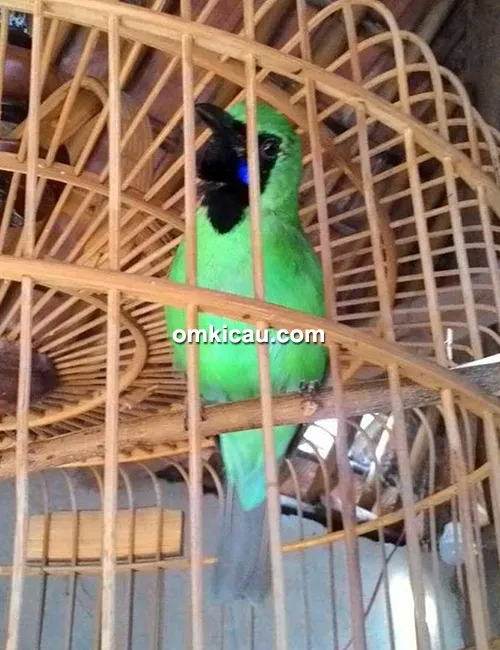 Cucak hijau Koprot
