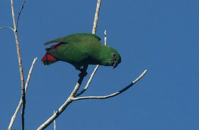 Serindit sangihe