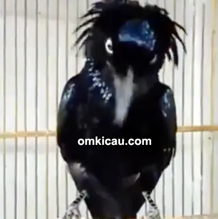 Suara burung awar-awar alias srigunting jambul-rambut
