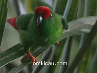 Burung serindit sangihe yang semakin langka
