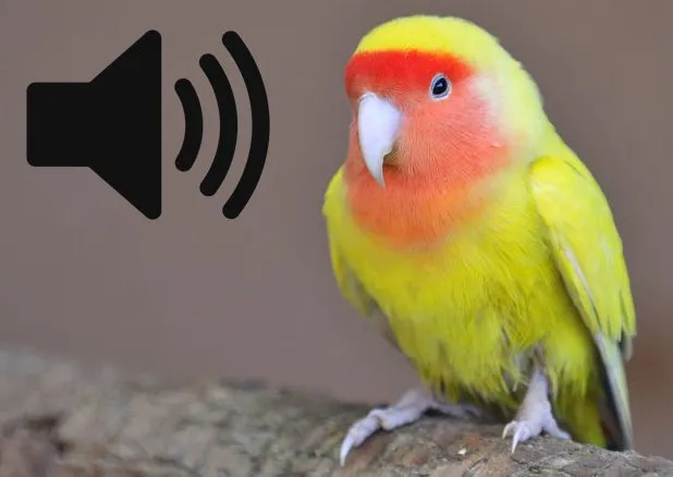 Download suara panggilan burung lovebird