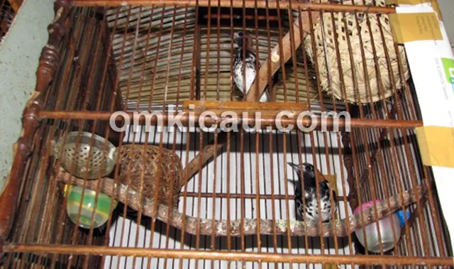 Proses ternak burung anis kembang yang menggunakan sangkar gantung