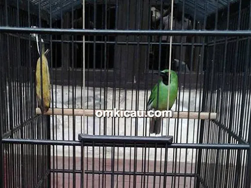 Cucak hijau Thogiz