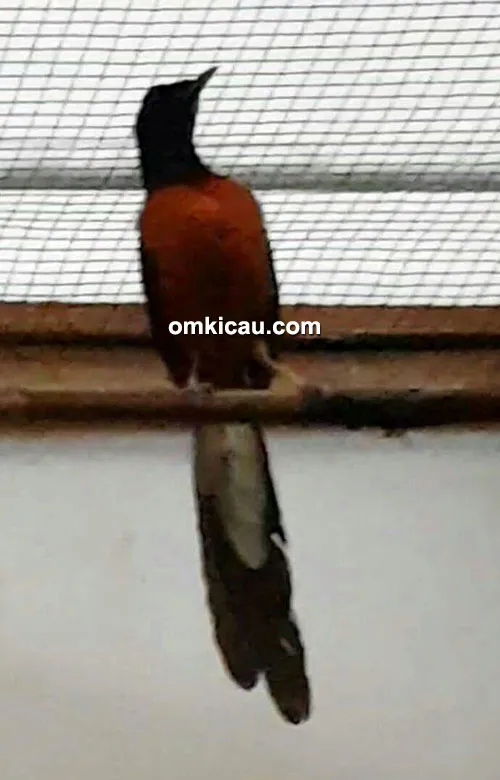 Breeding murai batu Falcon BF Sukabumi