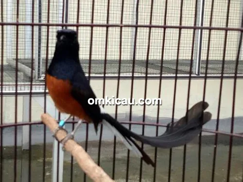 Murai batu Ninja Hitam