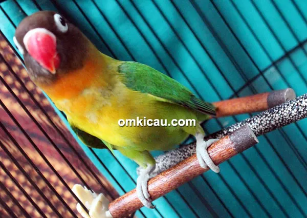 Lovebird Yuki