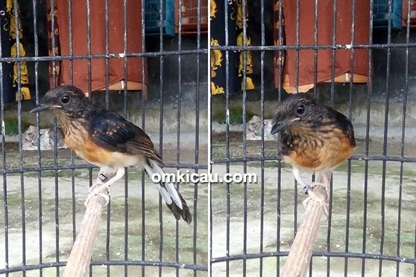 Breeding murai batu Kings Bali BF Denpasar