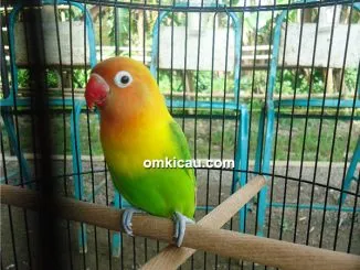 Lovebird Unyil