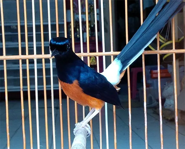 Leuser Bird Shop Pekanbaru