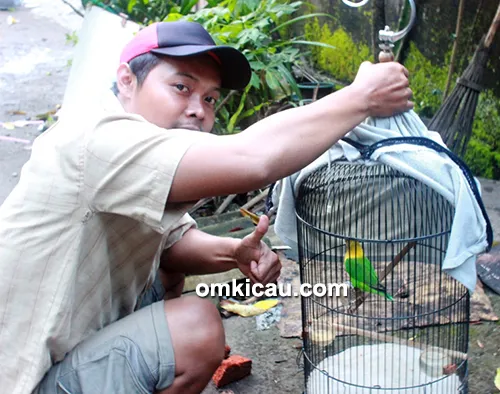 Om Andi dan lovebird Samara