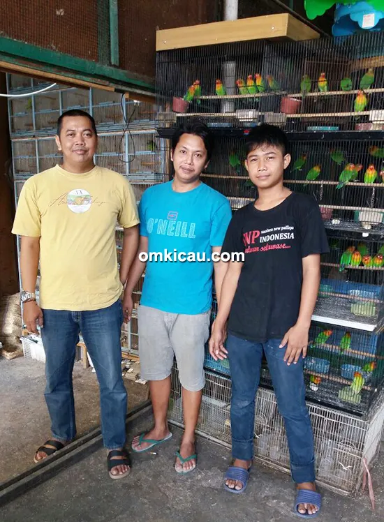 Mengorbitkan lovebird jawara