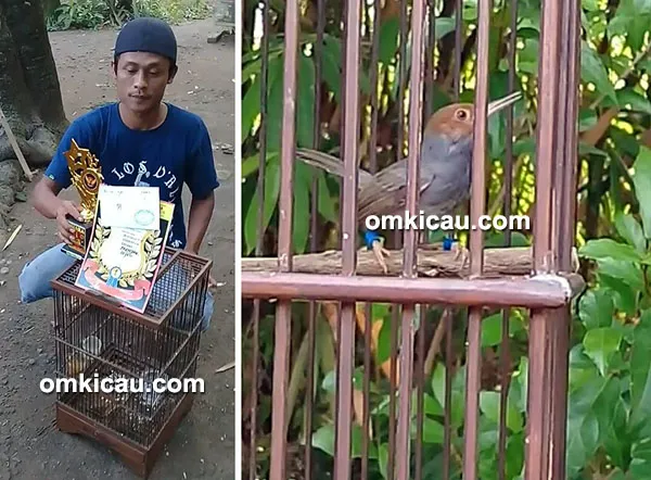 Om Plontang LW dan perenjak Cungkring