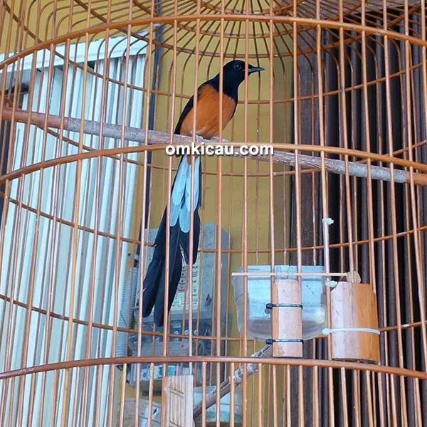 Breeding murai batu Pamela BF Temanggung