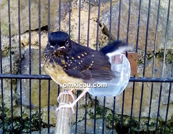 Breeding murai batu Pamela BF Temanggung
