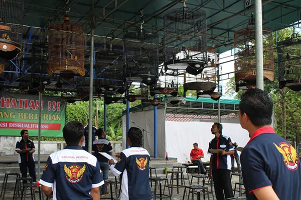Lomba burung berkicau GOC Cup 1 Jogja