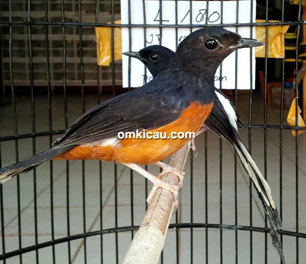 Breeding murai batu Taman Sari BF Madiun