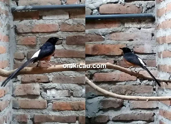 Breeding murai batu Taman Sari BF Madiun