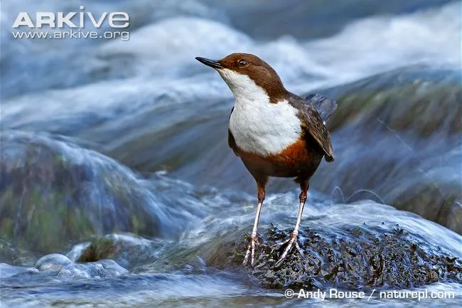 Burung white-throated dipper