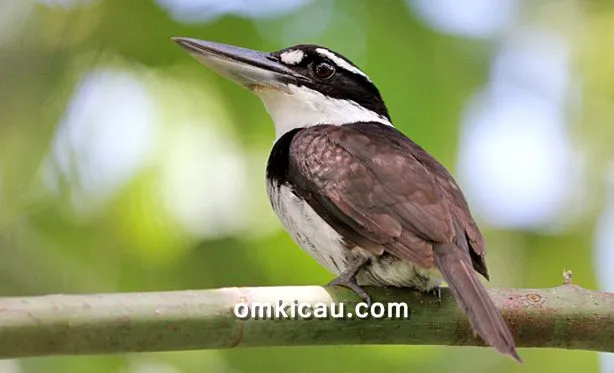 Burung cekakak murung endemik Halmahera