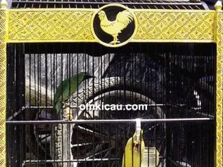 Cucak hijau Kopassus