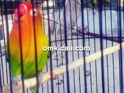 Lovebird Oneng