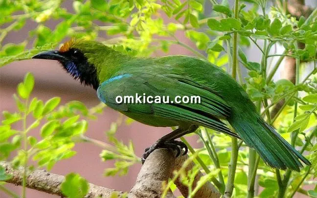Tips menjaga kondisi burung cucak hijau agar tampil maksimal
